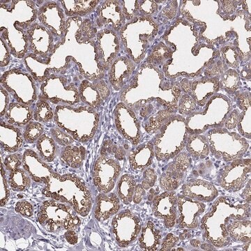 Anti-XDH antibody produced in rabbit Prestige Antibodies&#174; Powered by Atlas Antibodies, affinity isolated antibody