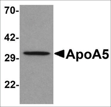 Anti-APOA5 antibody produced in rabbit affinity isolated antibody