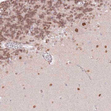 Anti-TLE2 antibody produced in rabbit Prestige Antibodies&#174; Powered by Atlas Antibodies, affinity isolated antibody, buffered aqueous glycerol solution