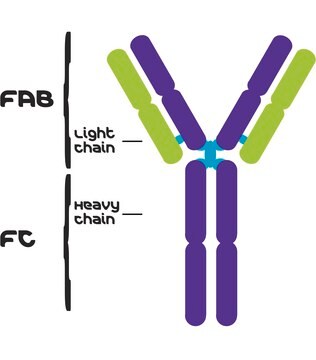 IgG 来源于人类血清 reagent grade, &#8805;95% (HPLC), buffered aqueous solution