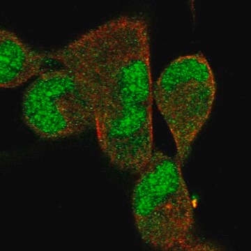 Anti-DNAJB5 antibody produced in rabbit Prestige Antibodies&#174; Powered by Atlas Antibodies, affinity isolated antibody