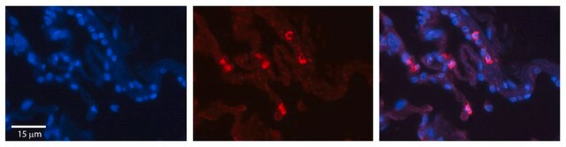 Anti-HLA-F antibody produced in rabbit affinity isolated antibody