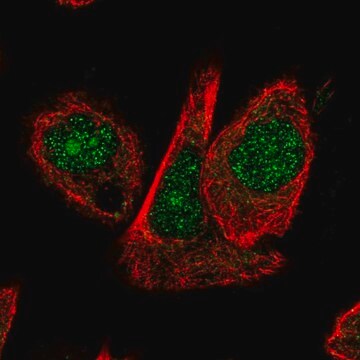 Anti-CUL1 antibody produced in rabbit Prestige Antibodies&#174; Powered by Atlas Antibodies, affinity isolated antibody