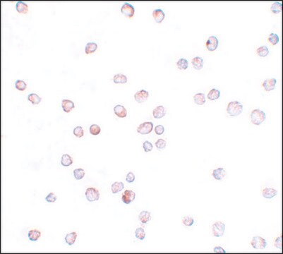 Anti-SCUBE2 antibody produced in rabbit affinity isolated antibody, buffered aqueous solution