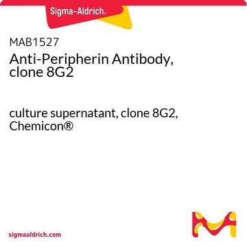 Anti-Peripherin-Antikörper, Klon 8G2 culture supernatant, clone 8G2, Chemicon&#174;