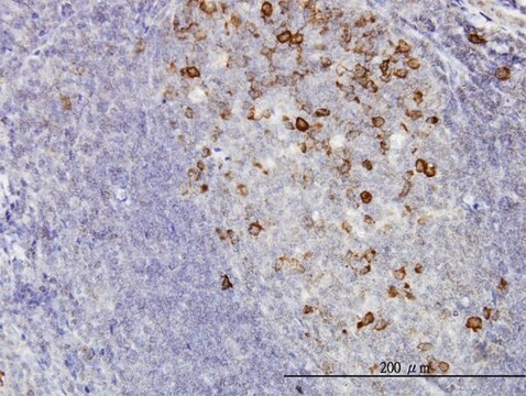 Monoclonal Anti-CCNB1 antibody produced in mouse clone 1C8, purified immunoglobulin, buffered aqueous solution