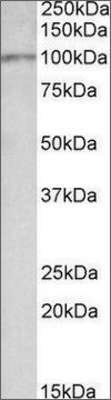 Anti-Itih4 antibody produced in goat affinity isolated antibody, buffered aqueous solution