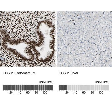 抗-FUS 兔抗 Prestige Antibodies&#174; Powered by Atlas Antibodies, affinity isolated antibody, buffered aqueous glycerol solution