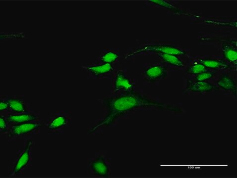 Anti-RASGRP3 antibody produced in rabbit purified immunoglobulin, buffered aqueous solution