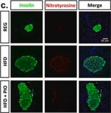 Anticorps anti-nitrotyrosine Chemicon&#174;, from rabbit