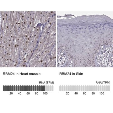 Anti-RBM24 antibody produced in rabbit Prestige Antibodies&#174; Powered by Atlas Antibodies, affinity isolated antibody