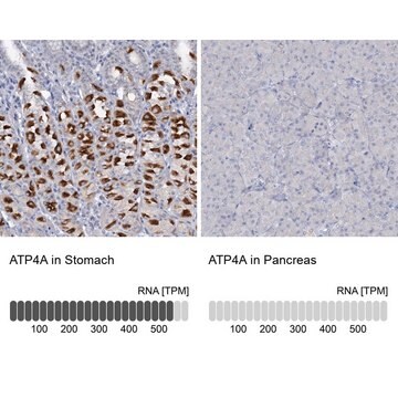 Anti-ATP4A antibody produced in rabbit Prestige Antibodies&#174; Powered by Atlas Antibodies, affinity isolated antibody, buffered aqueous glycerol solution