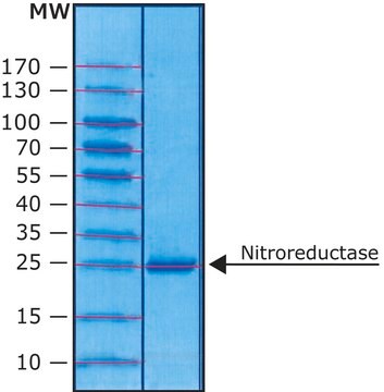 硝基还原酶 来源于大肠杆菌 &#8805;90% (SDS-PAGE), recombinant, expressed in E. coli