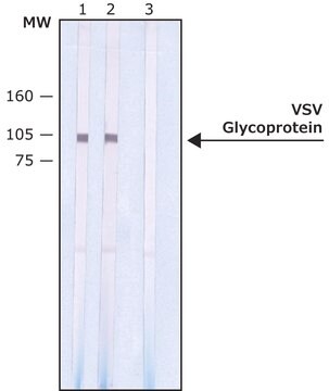 モノクロナール抗VSV 糖タンパク質 マウス宿主抗体 clone P5D4, ascites fluid