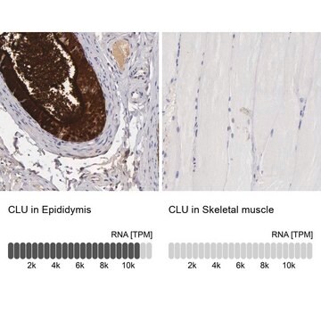 Anti-CLU antibody produced in rabbit Prestige Antibodies&#174; Powered by Atlas Antibodies, affinity isolated antibody, buffered aqueous glycerol solution