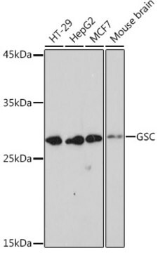 Anti-GSC Antibody, clone 6M7M6, Rabbit Monoclonal