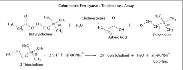 Acetylcholinesterase from Electrophorus electricus (electric eel) Type V-S, lyophilized powder, &#8805;1,000&#160;units/mg protein