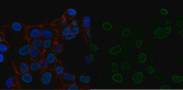 Anti-trimethyl-Histone H3 (Lys27) Antibody, Alexa Fluor&#8482; 488 Conjugate from rabbit, ALEXA FLUOR&#8482; 488