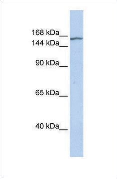 Anti-EHMT2 antibody produced in rabbit affinity isolated antibody