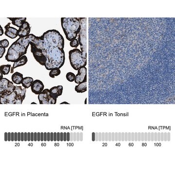 抗EGFR ウサギ宿主抗体 Prestige Antibodies&#174; Powered by Atlas Antibodies, affinity isolated antibody, buffered aqueous glycerol solution