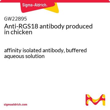 Anti-RGS18 antibody produced in chicken affinity isolated antibody, buffered aqueous solution