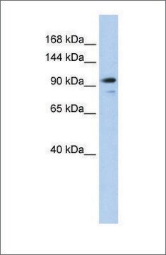 Anti-AMOTL1 antibody produced in rabbit affinity isolated antibody