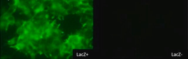 Colorante per nuclei BioTracker 519 verde &#946;-Gal Live cell imaging dye for &#946;-galactosidase (&#946;-gal) used to detect LacZ reporter gene expression and cellular senescence (SA-&#946;-gal).