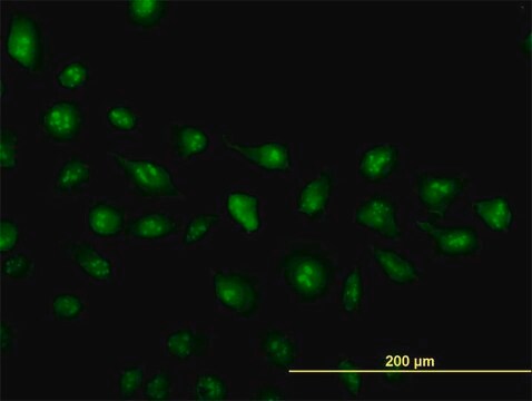 Monoclonal Anti-ZIC4 antibody produced in mouse clone 4B1, purified immunoglobulin, buffered aqueous solution