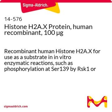 Proteína histona H2A.X recombinante humana, 100&nbsp;&#181;g Recombinant human Histone H2A.X for use as a substrate in in vitro enzymatic reactions, such as phosphorylation at Ser139 by Rsk1 or MSK1.