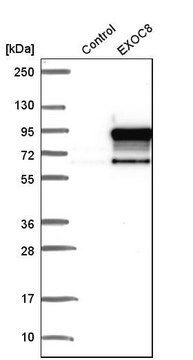 Anti-EXOC8 antibody produced in rabbit Prestige Antibodies&#174; Powered by Atlas Antibodies, affinity isolated antibody, buffered aqueous glycerol solution