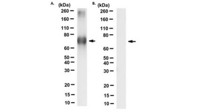 Anti-8-Nitroguanine Antibody, clone NO2-52 clone NO2-52, from mouse