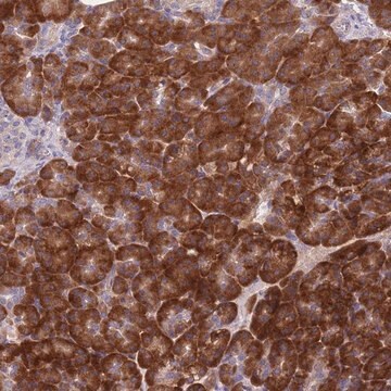 Anti-NDUFAF6 antibody produced in rabbit Prestige Antibodies&#174; Powered by Atlas Antibodies, affinity isolated antibody, buffered aqueous glycerol solution