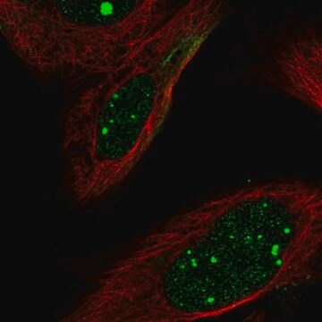 Anty-FLI1 Prestige Antibodies&#174; Powered by Atlas Antibodies, affinity isolated antibody