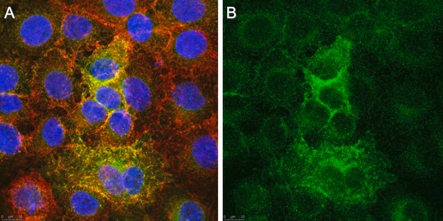 Anti-xCT Antibody, clone 3A12