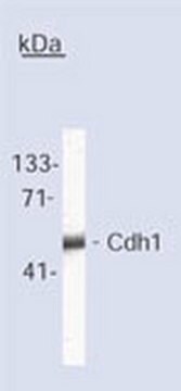 抗-Cdh1（Ab-2）小鼠mAb（DH01） liquid, clone DH01, Calbiochem&#174;