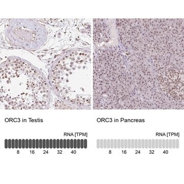 抗ORC3抗体 ウサギ宿主抗体 Prestige Antibodies&#174; Powered by Atlas Antibodies, affinity isolated antibody, buffered aqueous glycerol solution