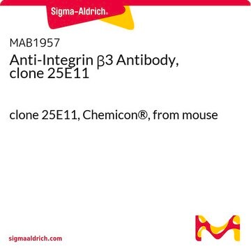 Przeciwciało anty-Integryna β3, klon 25E11 clone 25E11, Chemicon&#174;, from mouse