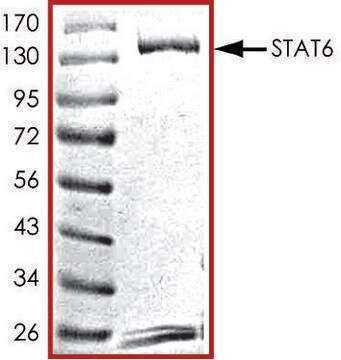 STAT6, GST tagged human recombinant, expressed in baculovirus infected Sf9 cells, &#8805;70% (SDS-PAGE), buffered aqueous glycerol solution