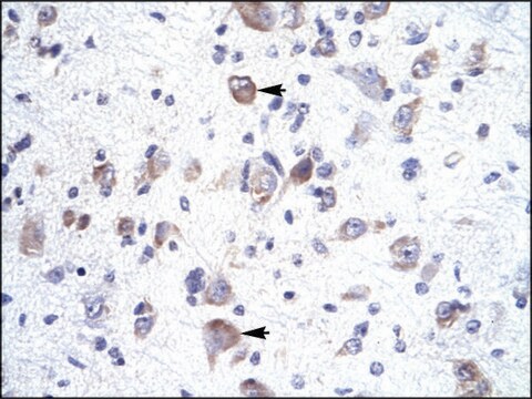 Anti-HOXA1 antibody produced in rabbit IgG fraction of antiserum