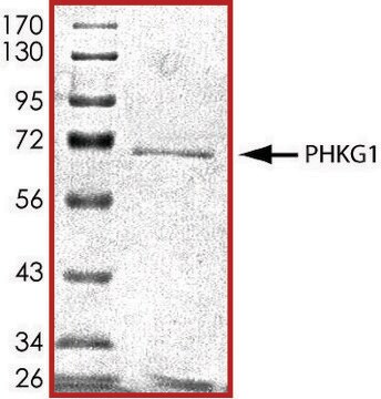 PHKG1, active, GST tagged human PRECISIO&#174; Kinase, recombinant, expressed in baculovirus infected Sf9 cells, &#8805;70% (SDS-PAGE), buffered aqueous glycerol solution