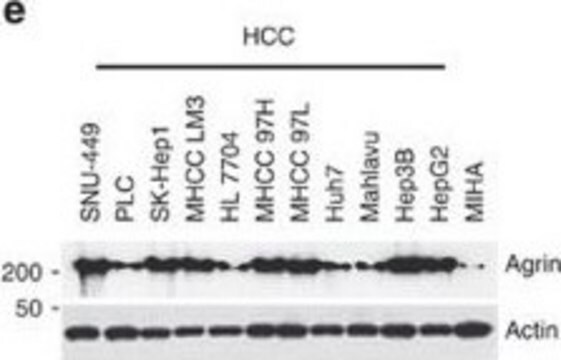 Anticorpo anti-agrina Chemicon&#174;, from mouse