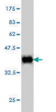 Monoclonal Anti-POLR2I antibody produced in mouse clone 2B3, purified immunoglobulin, buffered aqueous solution