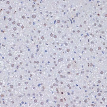 Anti-PCNA antibody produced in rabbit