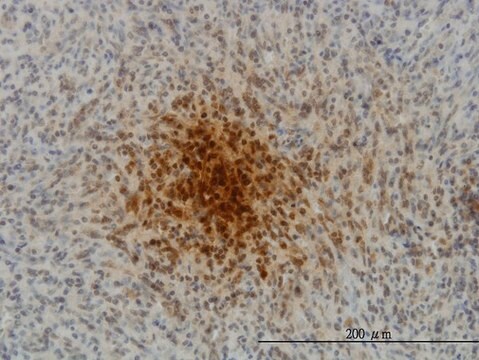 Monoclonal Anti-MYL1 antibody produced in mouse clone 2D9, purified immunoglobulin, buffered aqueous solution