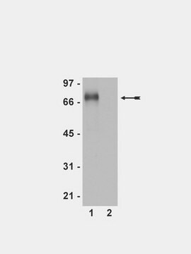 Anti-Phospho-Flt-1(Tyr1213)-Antikörper Upstate&#174;, from rabbit