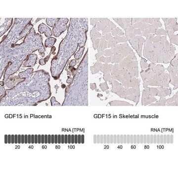 モノクロナール抗GDF15 マウス宿主抗体 Prestige Antibodies&#174; Powered by Atlas Antibodies, clone CL0328, purified immunoglobulin, buffered aqueous glycerol solution