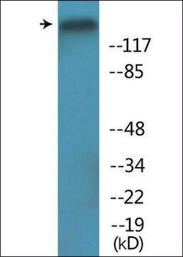 Anti-phospho-Period Circadian Protein 2 (pSer662) antibody produced in rabbit affinity isolated antibody