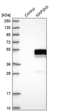 Anti-MAP2K5 antibody produced in rabbit Prestige Antibodies&#174; Powered by Atlas Antibodies, affinity isolated antibody, buffered aqueous glycerol solution, ab1