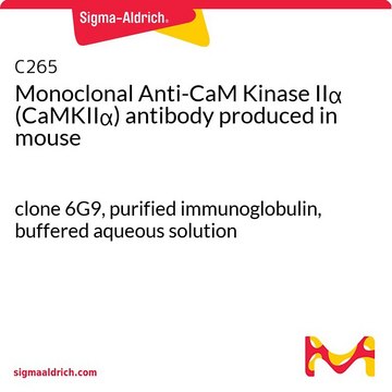 Monoclonal Anti-CaM Kinase II&#945; (CaMKII&#945;) antibody produced in mouse clone 6G9, purified immunoglobulin, buffered aqueous solution