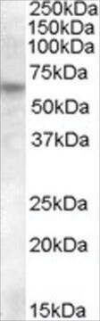 抗RPE65抗体 ヤギ宿主抗体 affinity isolated antibody, buffered aqueous solution